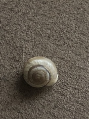 Praticolella mexicana