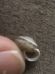 Praticolella mexicana