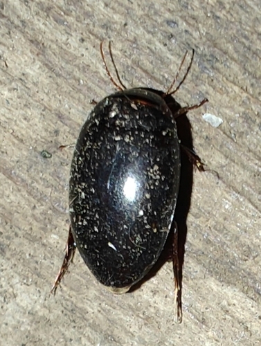 Agametrus
