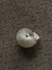 Praticolella mexicana