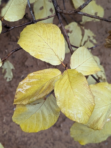 Image of Frangula obovata by (c) My-Lan Le, some rights reserved (CC BY)