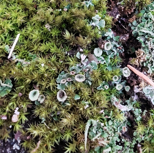 Cladonia pyxidata