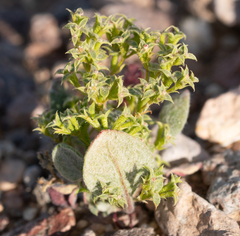 Chorizanthe corrugata