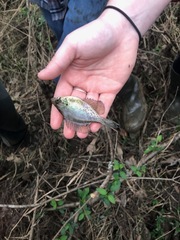 Centrarchus macropterus