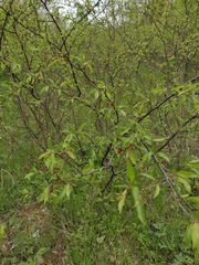 Prunus rivularis