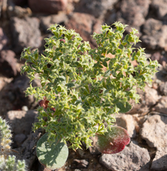 Chorizanthe corrugata