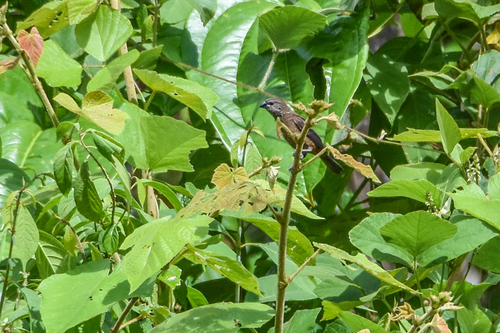 White-spotted Mannikin (Mayrimunia leucosticta), photo 2
