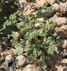 Chorizanthe corrugata
