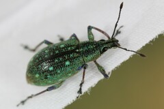 Exophthalmus jekelianus image