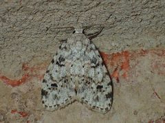 Clemensia ochreata