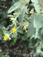 Waltheria ovata