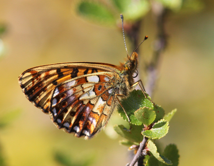 Boloria angarensis