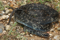 Coluber constrictor anthicus