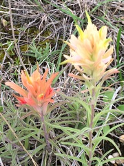 Castilleja lindheimeri