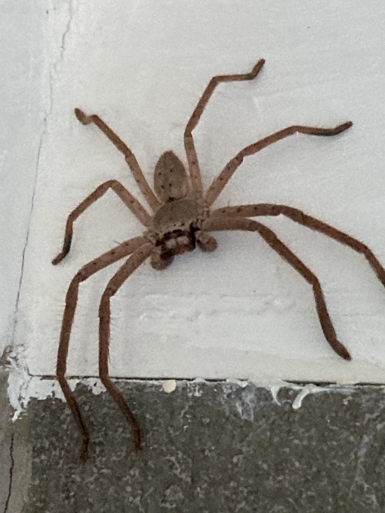 Grey Huntsman From Burraneer Rd, Coomba Park, Nsw, Au On November 27 