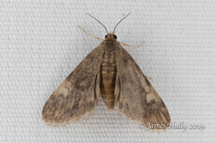 Elophila tinealis