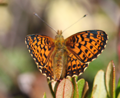 Boloria angarensis