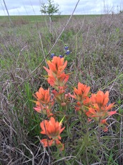 Castilleja lindheimeri
