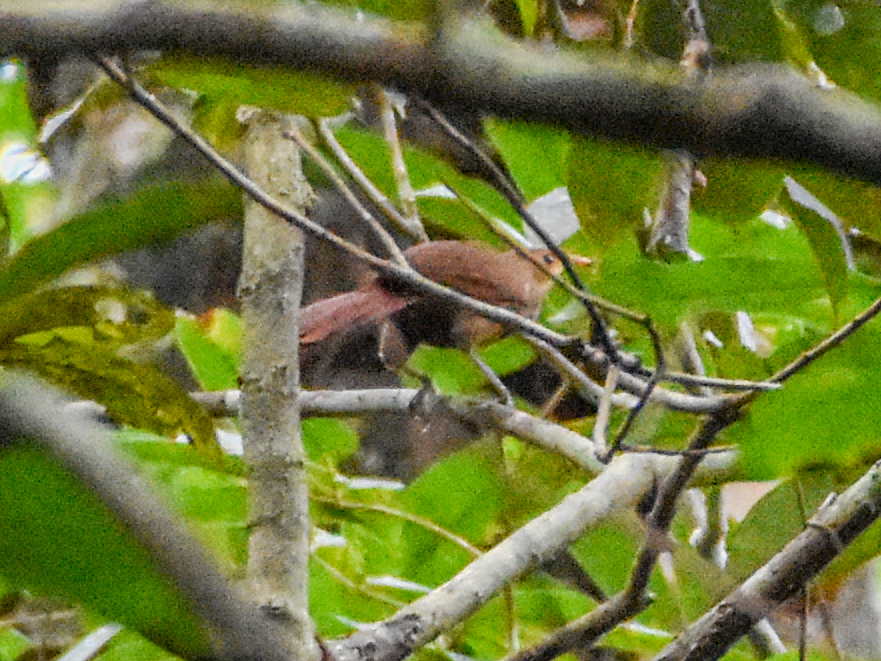 Papuan Babbler (Garritornis isidorei), photo 7