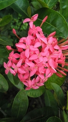 Ixora javanica