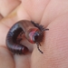 Albany Red Millipede - Photo (c) Mandy Schubach, some rights reserved (CC BY-NC), uploaded by Mandy Schubach