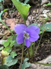 Viola missouriensis