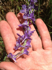 Delphinium variegatum