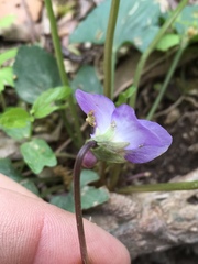 Viola missouriensis
