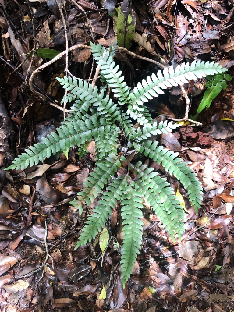 forest maidenhair fern from Dorrigo National Park, Never Never, NSW, AU ...