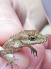 Anolis tropidogaster