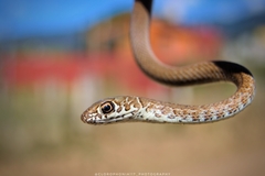 Neotropical Whip Snake photo 4