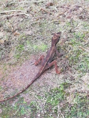 Anolis tropidogaster