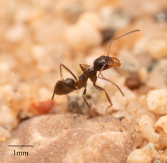 Dorymyrmex insanus