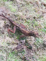 Anolis tropidogaster