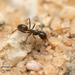Crazy Pyramid Ant - Photo no rights reserved, uploaded by Jesse Rorabaugh