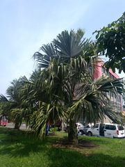 Sabal mauritiiformis