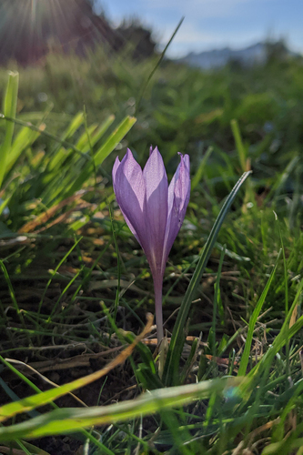 Late crocus (Crocus autumnalis)
