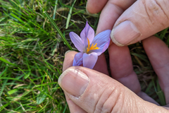 Crocus autumnalis, photograph Kristof Zyskowski, CC BY, iNaturalist via GBIF