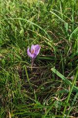 Crocus autumnalis, photograph Kristof Zyskowski, CC BY, iNaturalist via GBIF