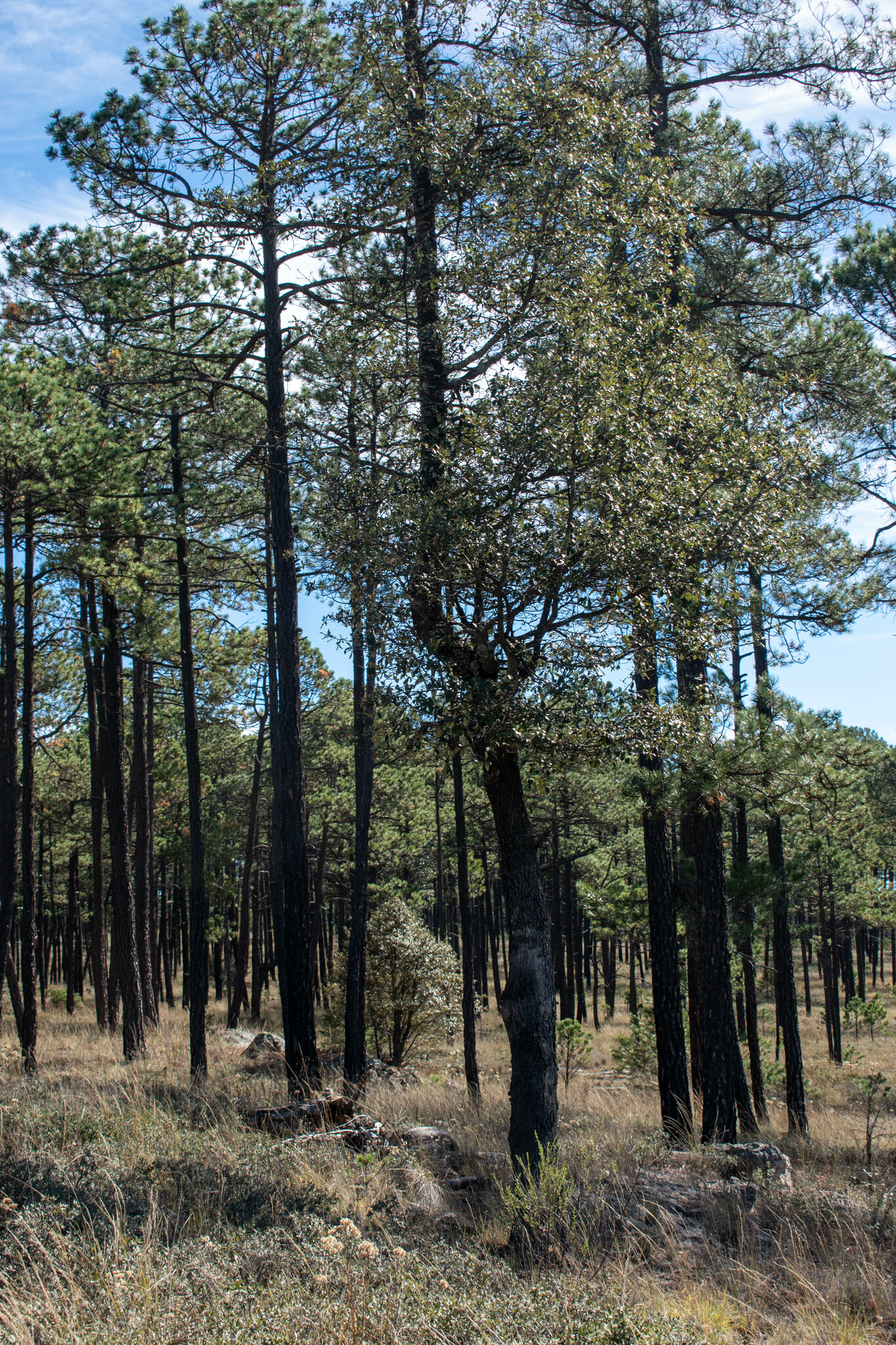 Pinos altos y encinos sobre pasto seco en el bosque de El Tecuán, Parque Ecológico El Tecuán, Durango