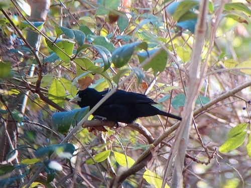Solitary Cacique (Cacicus solitarius), photo 4