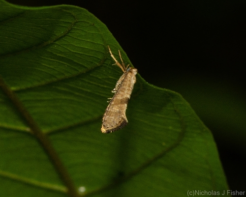 White Cedar Moth (Erebidae Moths of SW Australia) · iNaturalist