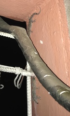 Hemidactylus angulatus