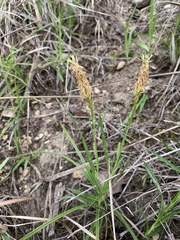 Carex planostachys