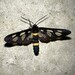 Japanese Nine-spotted Moth - Photo (c) Paul B., some rights reserved (CC BY-NC-ND), uploaded by Paul B.
