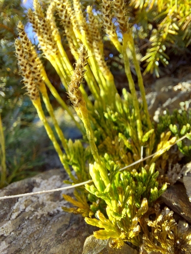 Diphasiastrum veitchii (Diphasiastrum veitchii)