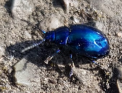 Chrysolina coerulans
