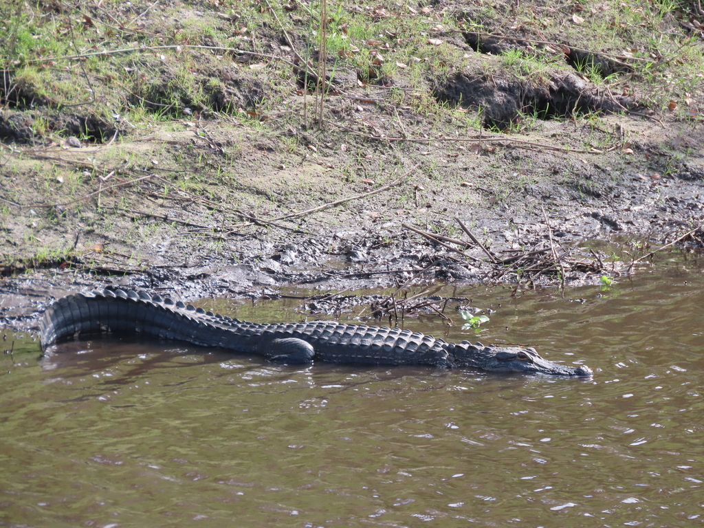 American Alligator from Sarasota County, FL, USA on November 22, 2023 ...