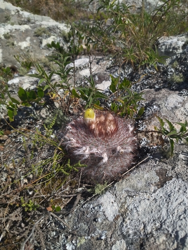 Image of Parodia scopa by (c) Mateo Peña, some rights reserved (CC BY)