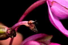 Image of Acanthobaris castaneipennis